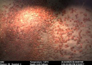 Sand Dollars imaged